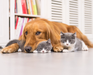 犬・猫を室内で飼うためのポイント～ペットが快適に暮らせる環境づくり～